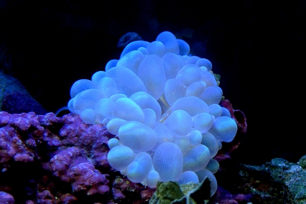 bubble-coral-14534272CDDF049-4476-D5E1-F115-9BCBB6EAE610.jpg
