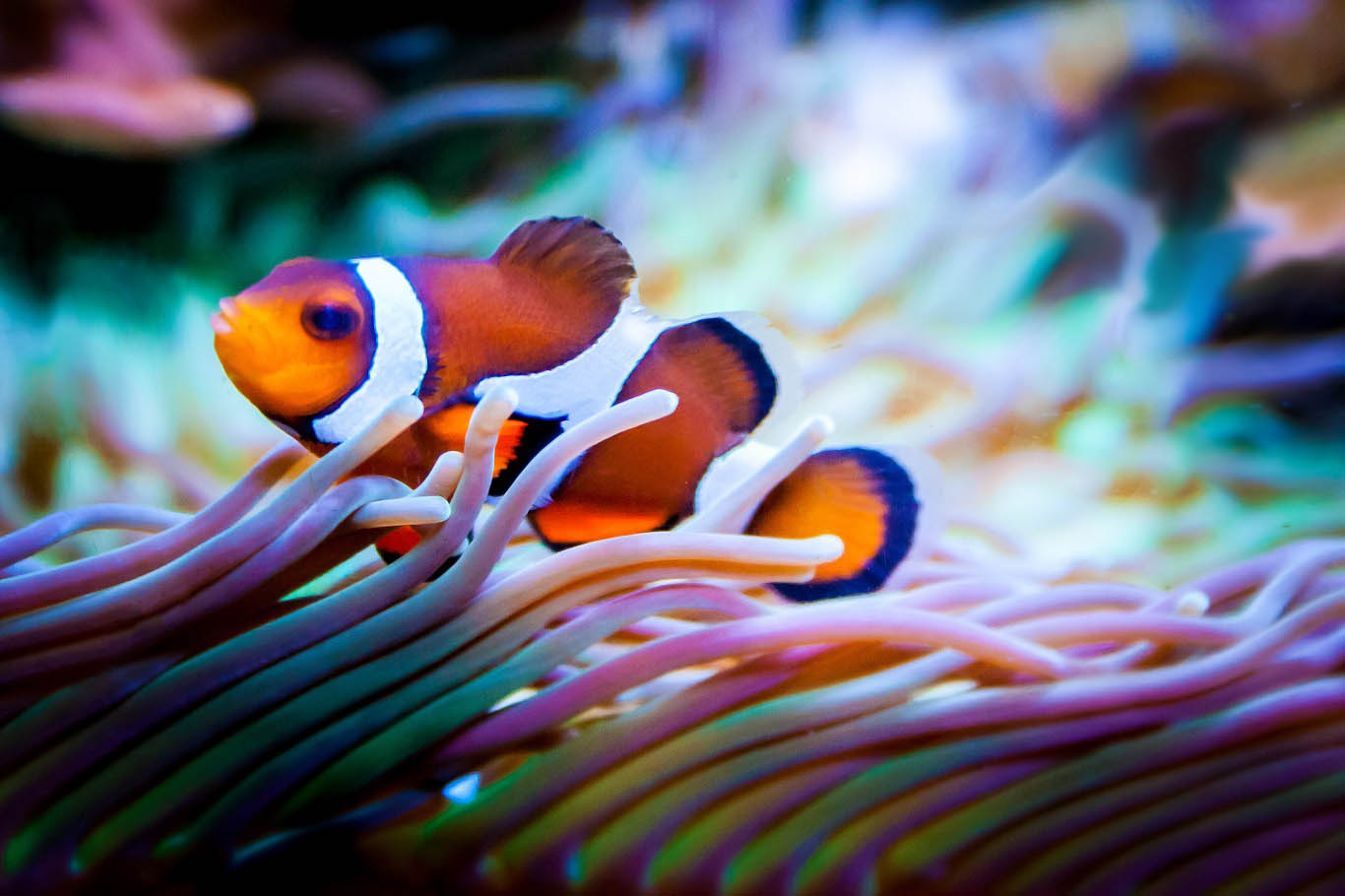 clown-fish.jpg